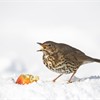 Song Thrush Turdus philomelos adult feeding on apple in snow. Scotland. March.